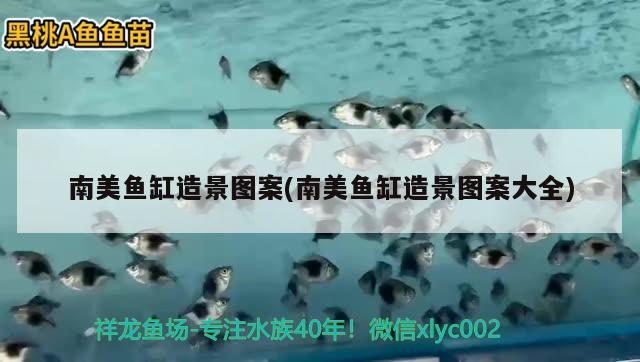 南美魚缸造景圖案(南美魚缸造景圖案大全) 高背金龍魚