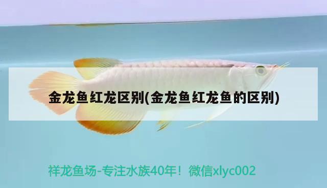 金龍魚(yú)紅龍區(qū)別(金龍魚(yú)紅龍魚(yú)的區(qū)別) 養(yǎng)魚(yú)知識(shí)