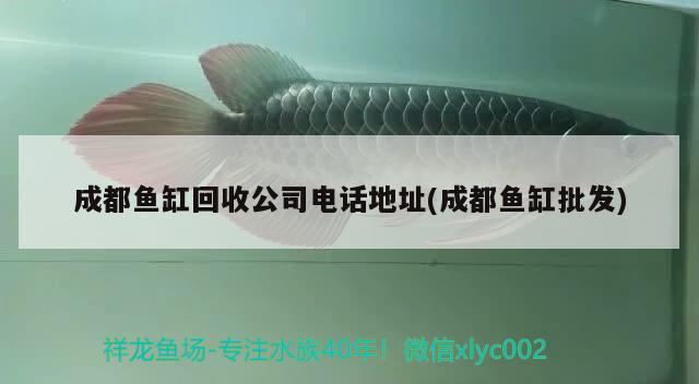 成都魚缸回收公司電話地址(成都魚缸批發(fā)) 紅龍福龍魚