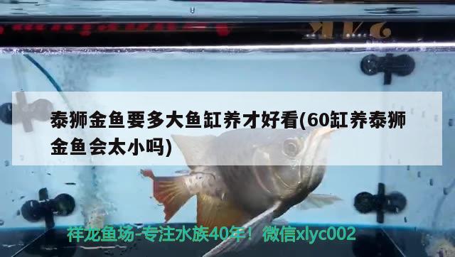 泰獅金魚要多大魚缸養(yǎng)才好看(60缸養(yǎng)泰獅金魚會太小嗎) 申古三間魚 第2張