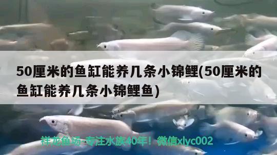 50厘米的魚缸能養(yǎng)幾條小錦鯉(50厘米的魚缸能養(yǎng)幾條小錦鯉魚)