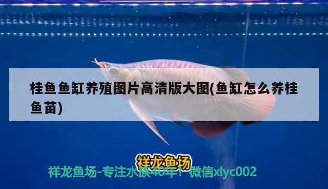 桂魚魚缸養(yǎng)殖圖片高清版大圖(魚缸怎么養(yǎng)桂魚苗)