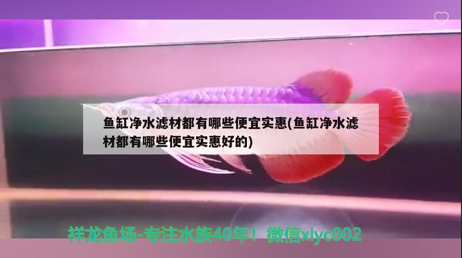 魚缸凈水濾材都有哪些便宜實(shí)惠(魚缸凈水濾材都有哪些便宜實(shí)惠好的) 月光鴨嘴魚