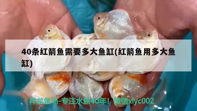 40條紅箭魚需要多大魚缸(紅箭魚用多大魚缸) 元寶鳳凰魚