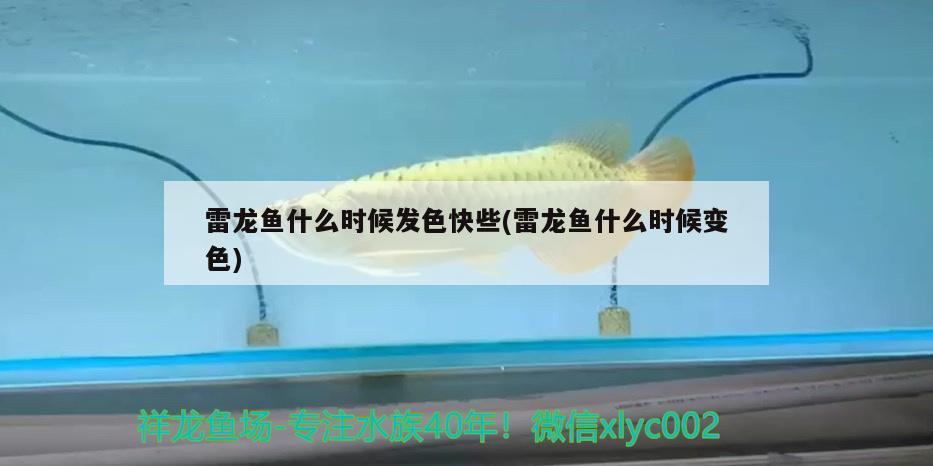 雷龍魚什么時(shí)候發(fā)色快些(雷龍魚什么時(shí)候變色) 元寶鳳凰魚專用魚糧