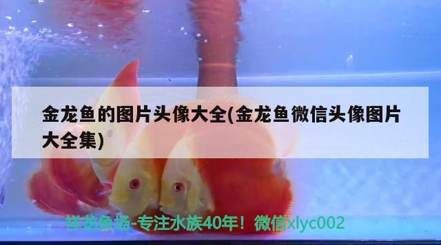 金龍魚的圖片頭像大全(金龍魚微信頭像圖片大全集) 飛鳳魚