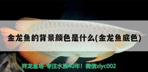 金龍魚的背景顏色是什么(金龍魚底色) 祥龍超血紅龍魚