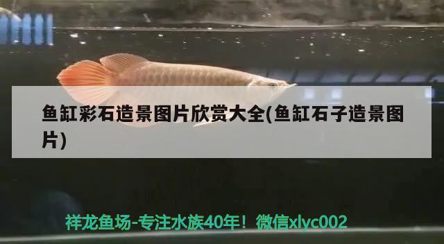 魚缸彩石造景圖片欣賞大全(魚缸石子造景圖片) 印尼紅龍魚