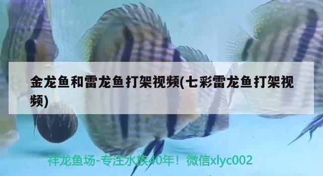 金龍魚(yú)和雷龍魚(yú)打架視頻(七彩雷龍魚(yú)打架視頻)