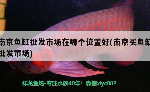 南京魚缸批發(fā)市場(chǎng)在哪個(gè)位置好(南京買魚缸批發(fā)市場(chǎng)) 金龍福龍魚