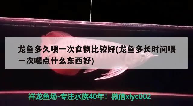 龍魚(yú)多久喂一次食物比較好(龍魚(yú)多長(zhǎng)時(shí)間喂一次喂點(diǎn)什么東西好) 刀魚(yú)魚(yú)