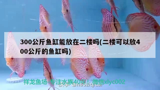 300公斤魚缸能放在二樓嗎(二樓可以放400公斤的魚缸嗎) 伊巴卡魚