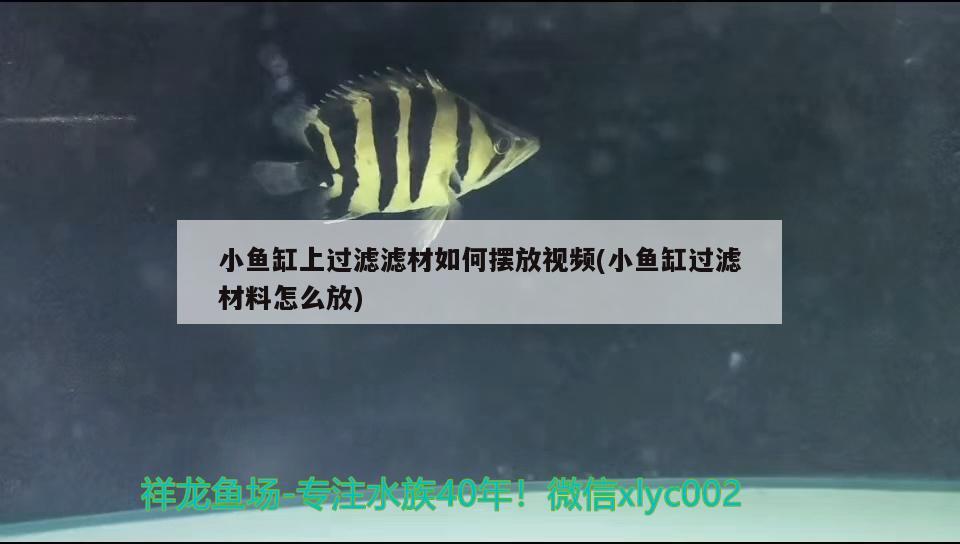 小魚缸上過濾濾材如何擺放視頻(小魚缸過濾材料怎么放)