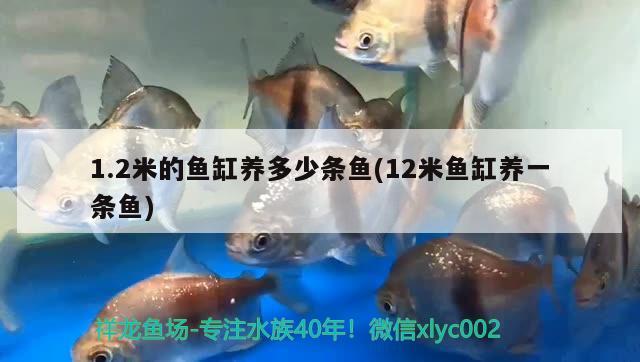 1.2米的魚缸養(yǎng)多少條魚(12米魚缸養(yǎng)一條魚) 豬鼻龜