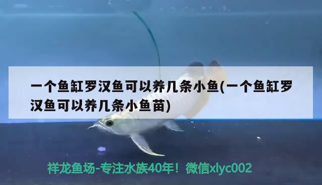 一個魚缸羅漢魚可以養(yǎng)幾條小魚(一個魚缸羅漢魚可以養(yǎng)幾條小魚苗)