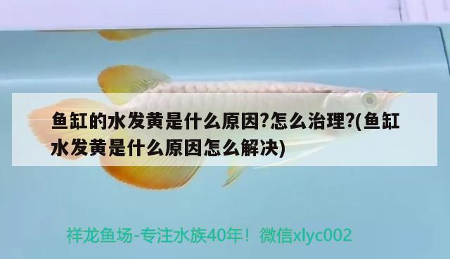 魚缸的水發(fā)黃是什么原因？怎么治理？(魚缸水發(fā)黃是什么原因怎么解決) 斯維尼關(guān)刀魚