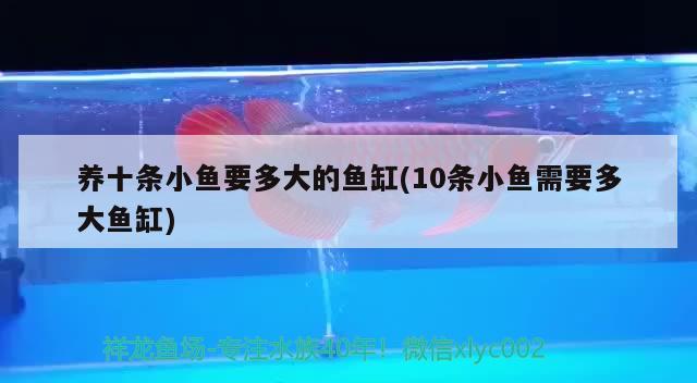 養(yǎng)十條小魚要多大的魚缸(10條小魚需要多大魚缸) 稀有金龍魚