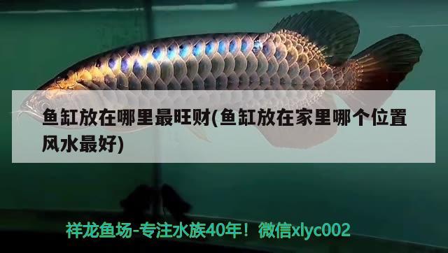 魚缸放在哪里最旺財(魚缸放在家里哪個位置風水最好) 魚缸風水