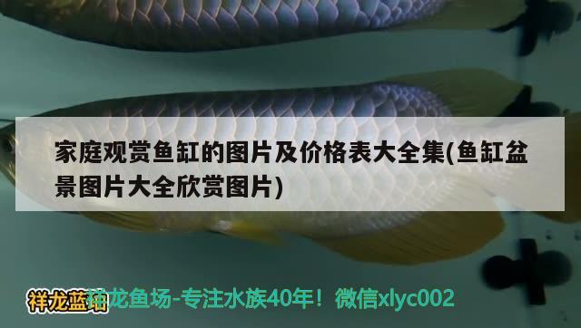 家庭觀賞魚(yú)缸的圖片及價(jià)格表大全集(魚(yú)缸盆景圖片大全欣賞圖片) 藍(lán)底過(guò)背金龍魚(yú)