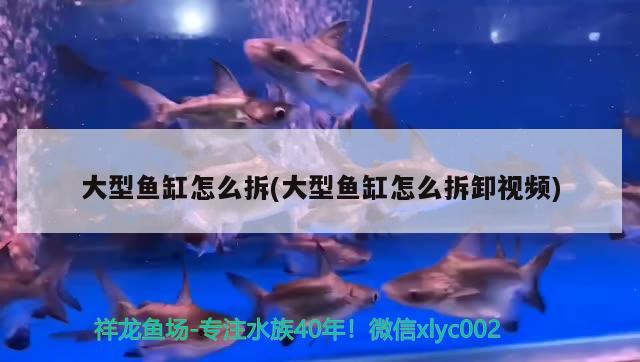 大型魚缸怎么拆(大型魚缸怎么拆卸視頻) 黃金招財貓魚 第1張