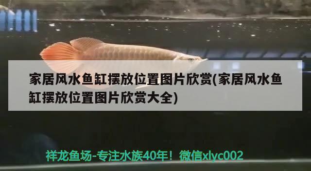 家居風水魚缸擺放位置圖片欣賞(家居風水魚缸擺放位置圖片欣賞大全) 魚缸風水