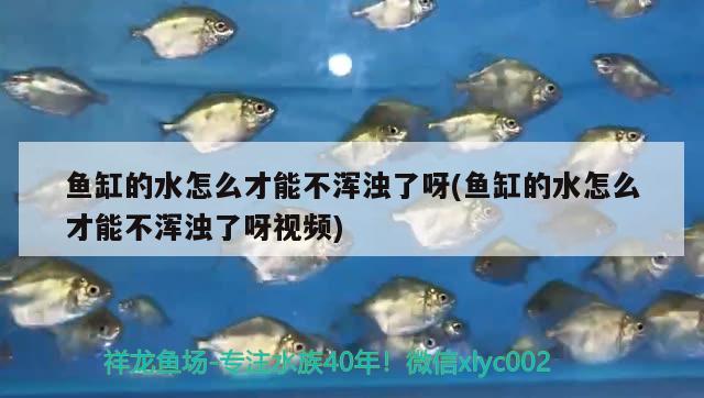 魚缸的水怎么才能不渾濁了呀(魚缸的水怎么才能不渾濁了呀視頻) 球鯊魚 第2張