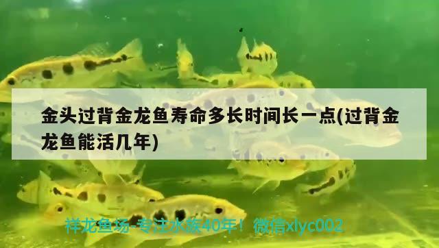 金頭過背金龍魚壽命多長時間長一點(過背金龍魚能活幾年) 過背金龍魚