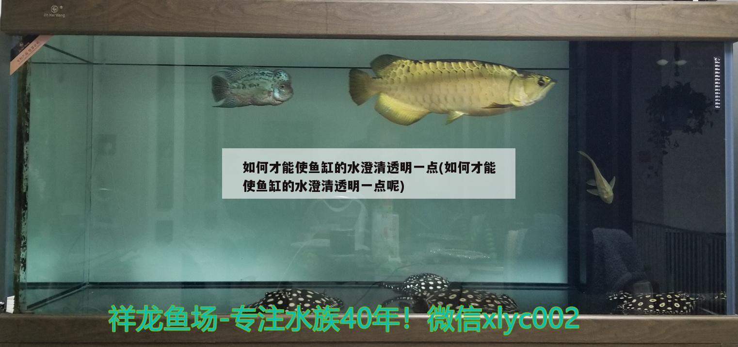 如何才能使魚缸的水澄清透明一點(diǎn)(如何才能使魚缸的水澄清透明一點(diǎn)呢) 斑馬鴨嘴魚