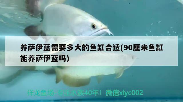 養(yǎng)薩伊藍(lán)需要多大的魚缸合適(90厘米魚缸能養(yǎng)薩伊藍(lán)嗎) 薩伊藍(lán)魚