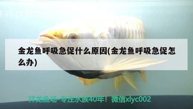 金龍魚呼吸急促什么原因(金龍魚呼吸急促怎么辦) 狗仔招財(cái)貓魚