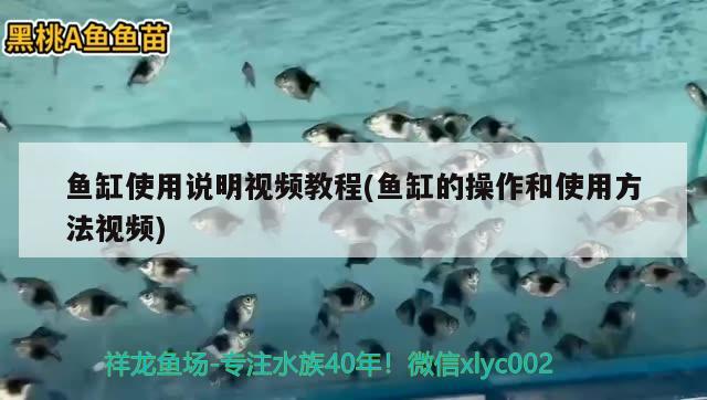 魚缸使用說明視頻教程(魚缸的操作和使用方法視頻) 熊貓異形魚L46