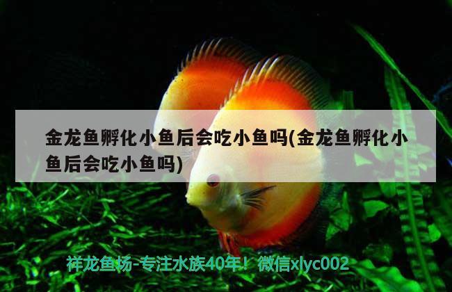 金龍魚孵化小魚后會吃小魚嗎(金龍魚孵化小魚后會吃小魚嗎)