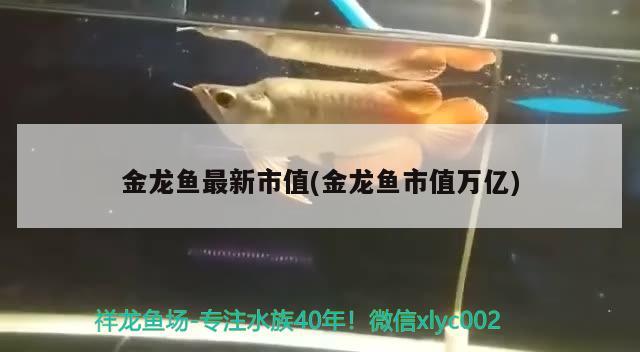 金龍魚最新市值(金龍魚市值萬億) 印尼四紋虎