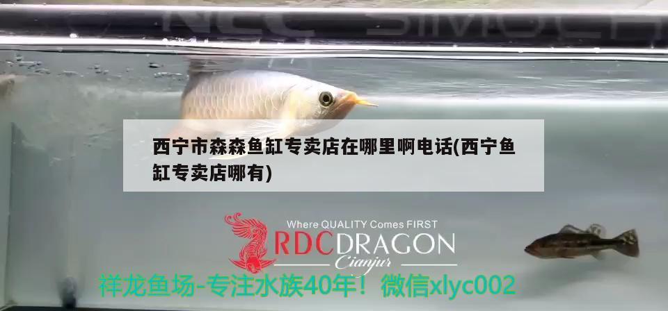 西寧市森森魚缸專賣店在哪里啊電話(西寧魚缸專賣店哪有)