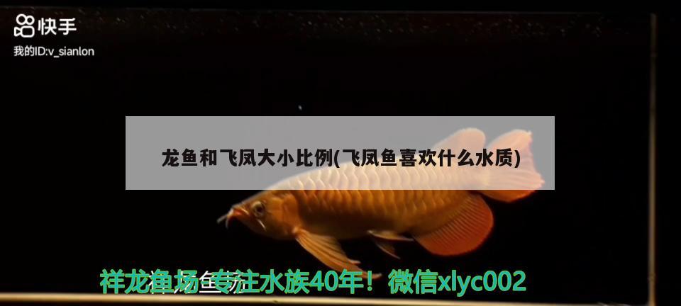 龍魚和飛鳳大小比例(飛鳳魚喜歡什么水質) 飛鳳魚