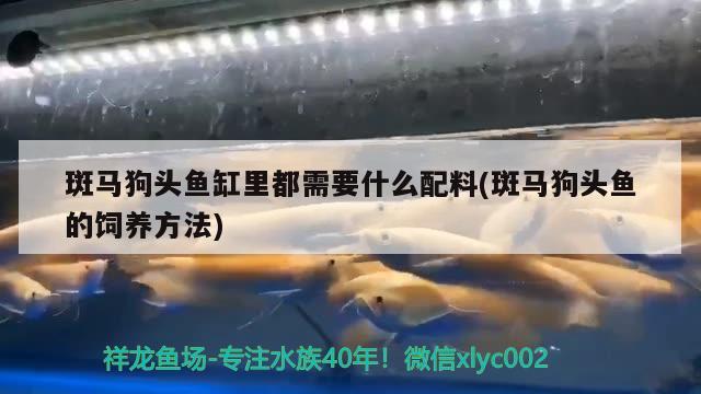 斑馬狗頭魚缸里都需要什么配料(斑馬狗頭魚的飼養(yǎng)方法)