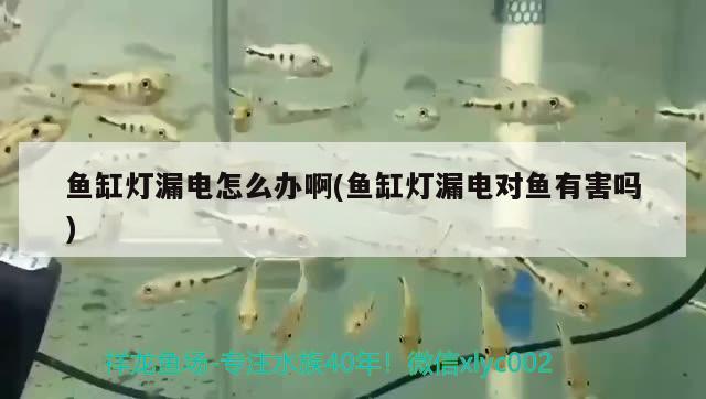 魚缸燈漏電怎么辦啊(魚缸燈漏電對(duì)魚有害嗎) 大嘴鯨魚