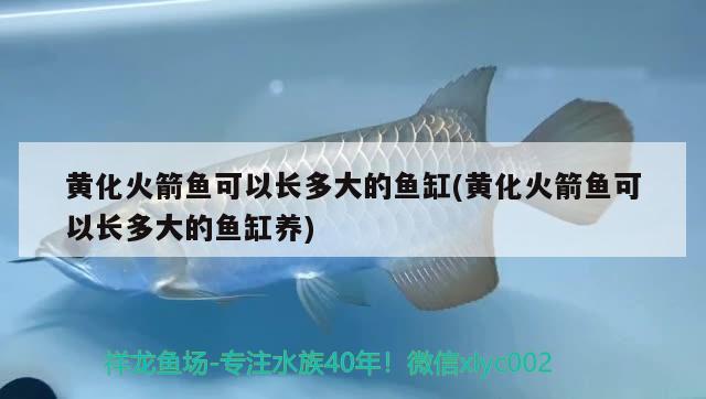 黃化火箭魚(yú)可以長(zhǎng)多大的魚(yú)缸(黃化火箭魚(yú)可以長(zhǎng)多大的魚(yú)缸養(yǎng))