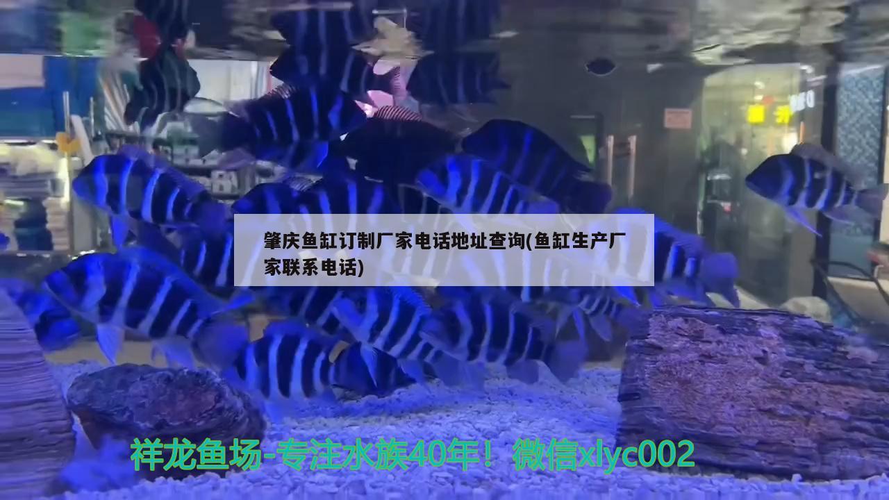 肇慶魚缸訂制廠家電話地址查詢(魚缸生產(chǎn)廠家聯(lián)系電話) 魚缸凈水劑