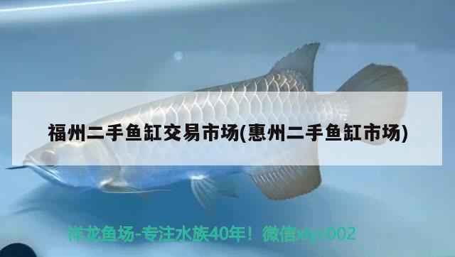 福州二手魚(yú)缸交易市場(chǎng)(惠州二手魚(yú)缸市場(chǎng)) 皇冠黑白魟魚(yú)