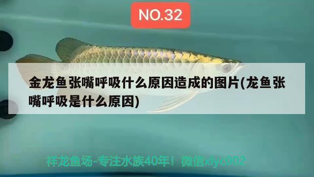 金龍魚張嘴呼吸什么原因造成的圖片(龍魚張嘴呼吸是什么原因)