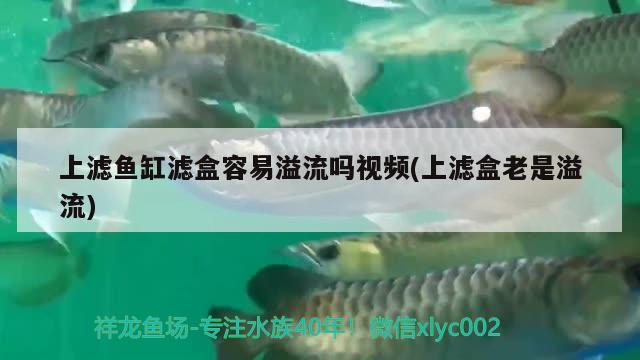 上濾魚缸濾盒容易溢流嗎視頻(上濾盒老是溢流) 白條過背金龍魚