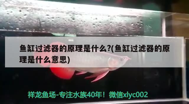 魚缸過濾器的原理是什么?(魚缸過濾器的原理是什么意思) 月光鴨嘴魚苗