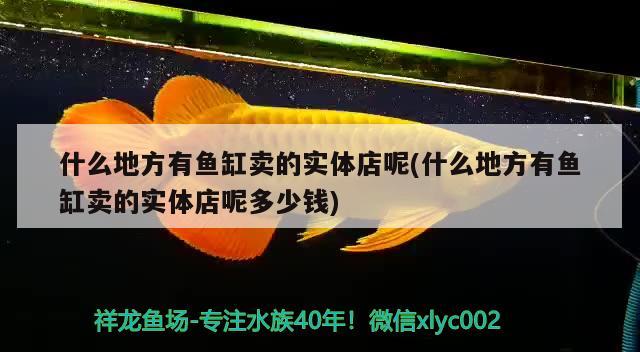 什么地方有魚缸賣的實體店呢(什么地方有魚缸賣的實體店呢多少錢) 鸚鵡魚