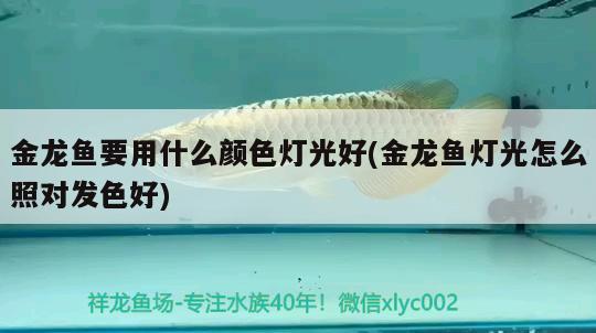 金龍魚要用什么顏色燈光好(金龍魚燈光怎么照對(duì)發(fā)色好)