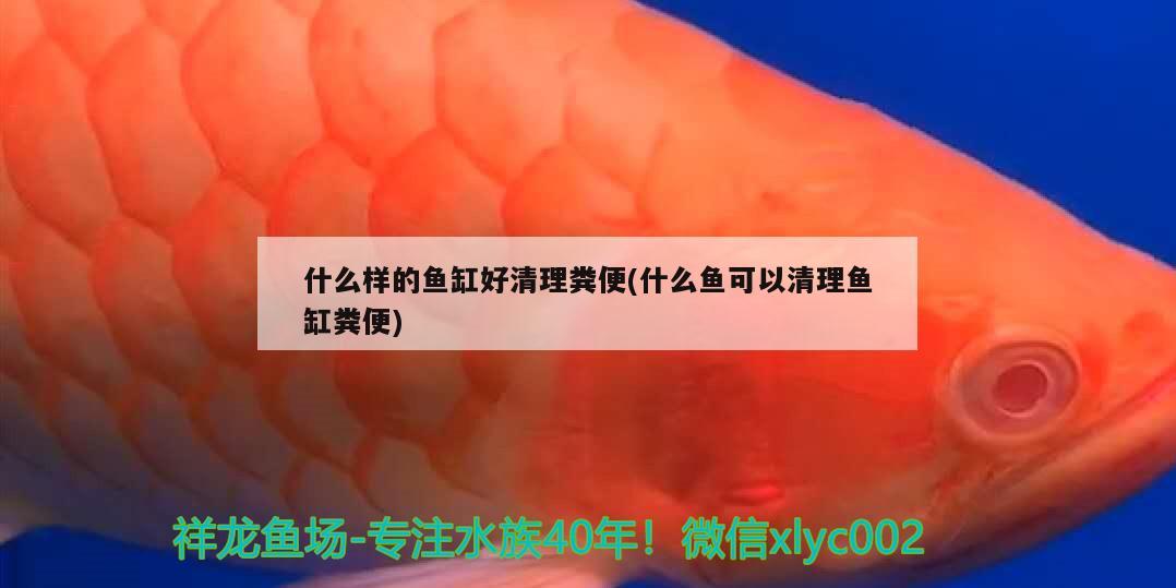 什么樣的魚缸好清理糞便(什么魚可以清理魚缸糞便)