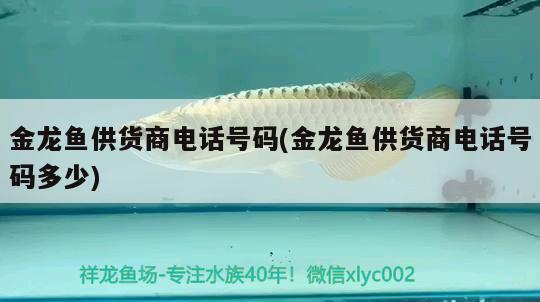 金龍魚供貨商電話號碼(金龍魚供貨商電話號碼多少) 大白鯊魚