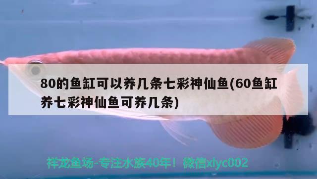 80的魚缸可以養(yǎng)幾條七彩神仙魚(60魚缸養(yǎng)七彩神仙魚可養(yǎng)幾條)