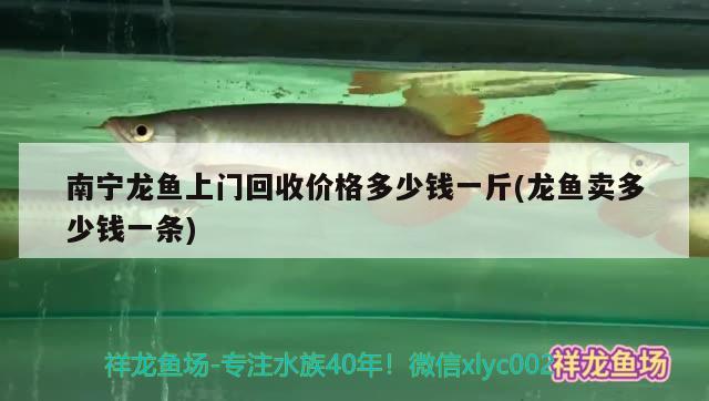 南寧龍魚上門回收價(jià)格多少錢一斤(龍魚賣多少錢一條) 純血皇冠黑白魟魚