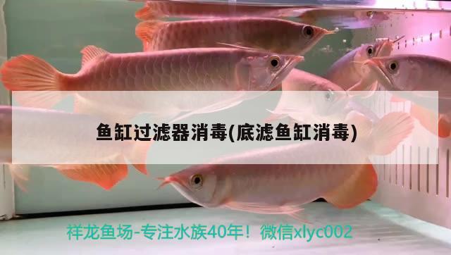 魚缸過濾器消毒(底濾魚缸消毒) 斯維尼關(guān)刀魚